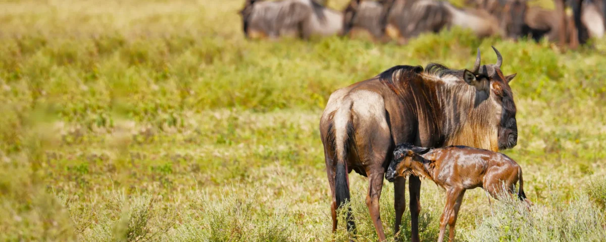 6 Days Serengeti Migration Safari
