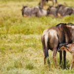 6 Days Serengeti Migration Safari
