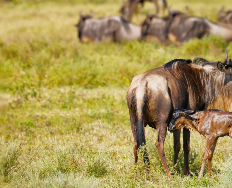 6 Days Serengeti Migration Safari