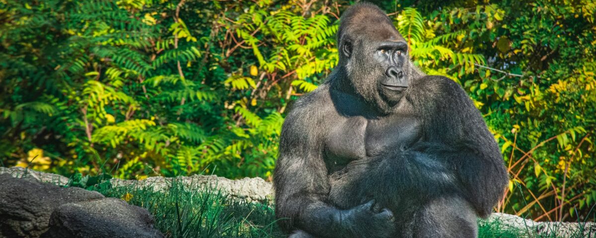 Is Gorilla Habituation Available in Rwanda?