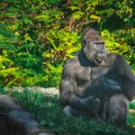 Is Gorilla Habituation Available in Rwanda?
