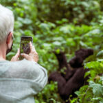 Is Gorilla Habituation Physically Demanding?