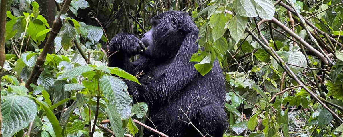 Is Gorilla Habituation Safe?