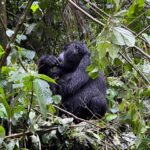 Is Gorilla Habituation Safe?