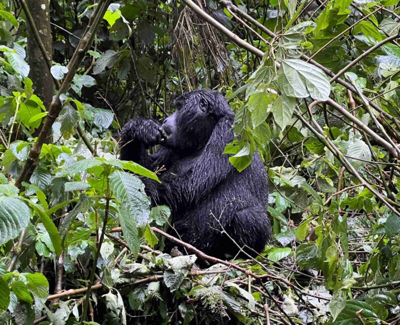 Is Gorilla Habituation Safe?