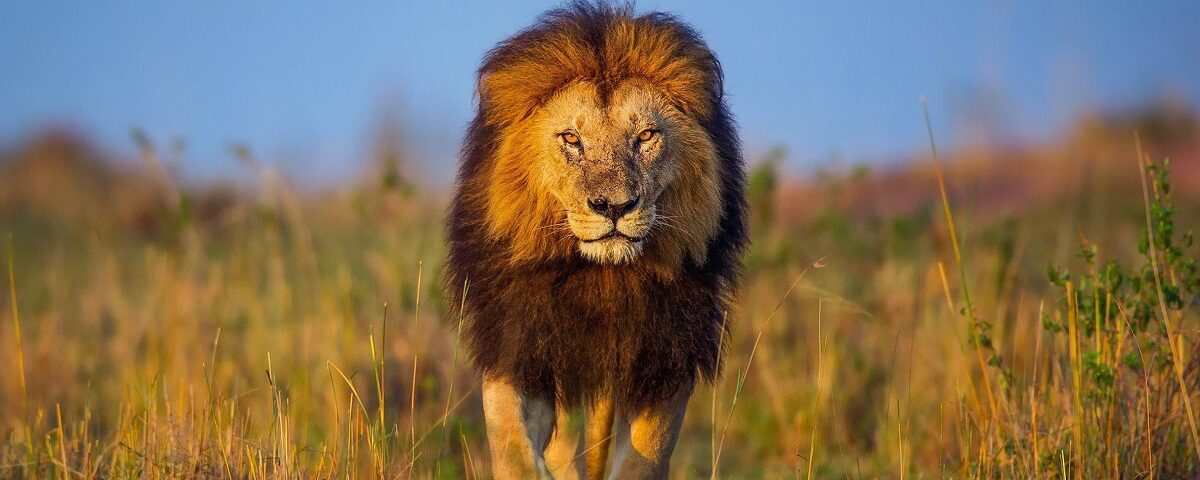 What Are the Big Five Animals?