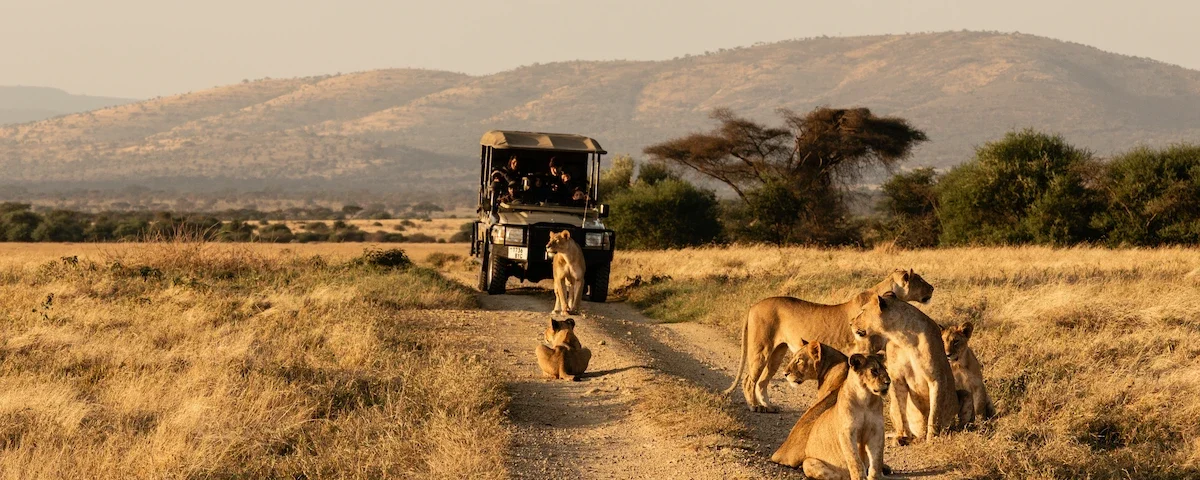 What Is the Best Time of Day for a Game Drive