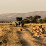 What Is the Best Time of Day for a Game Drive