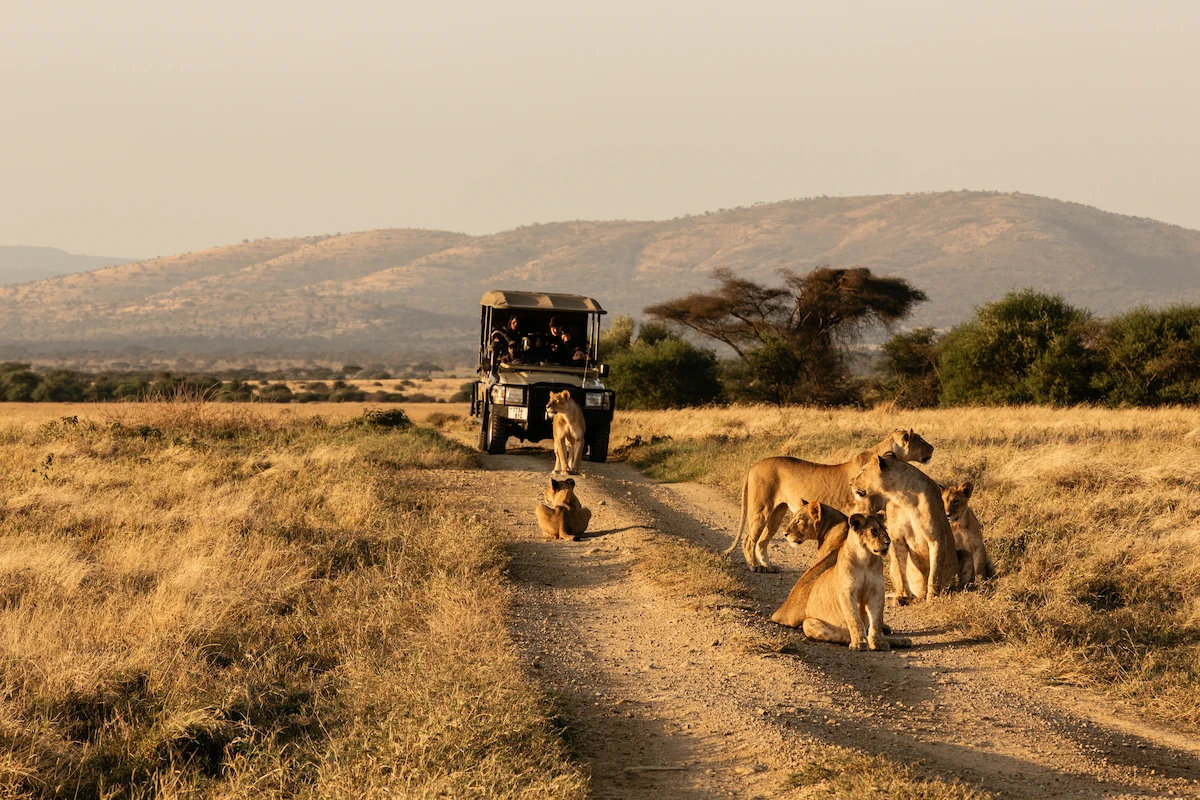 What Is the Best Time of Day for a Game Drive
