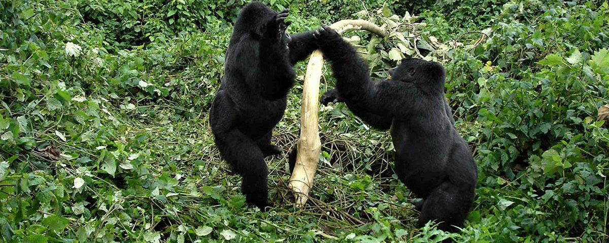 What is the minimum age for gorilla habituation?