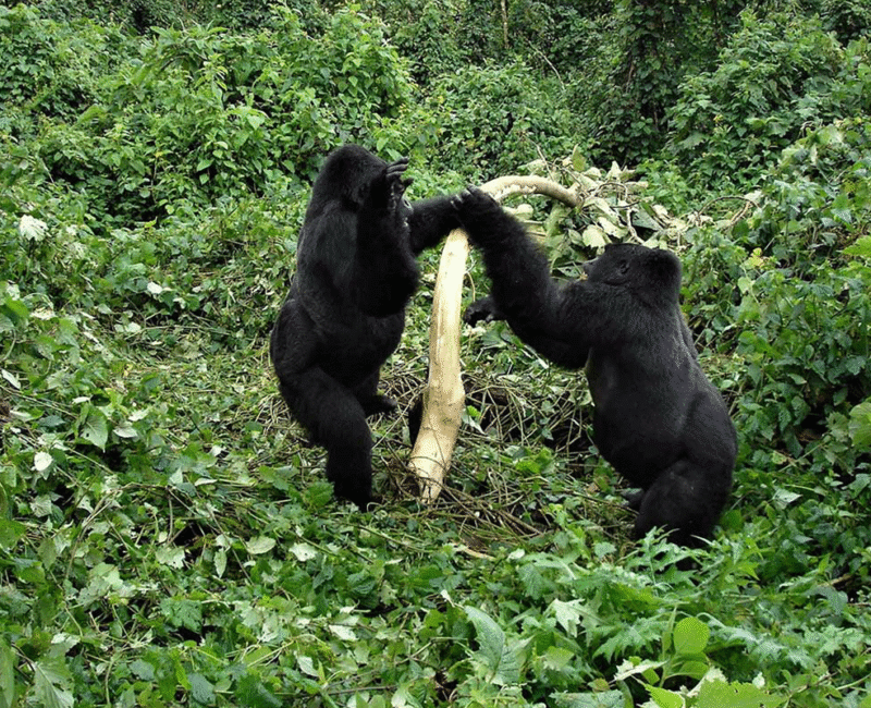 What is the minimum age for gorilla habituation?