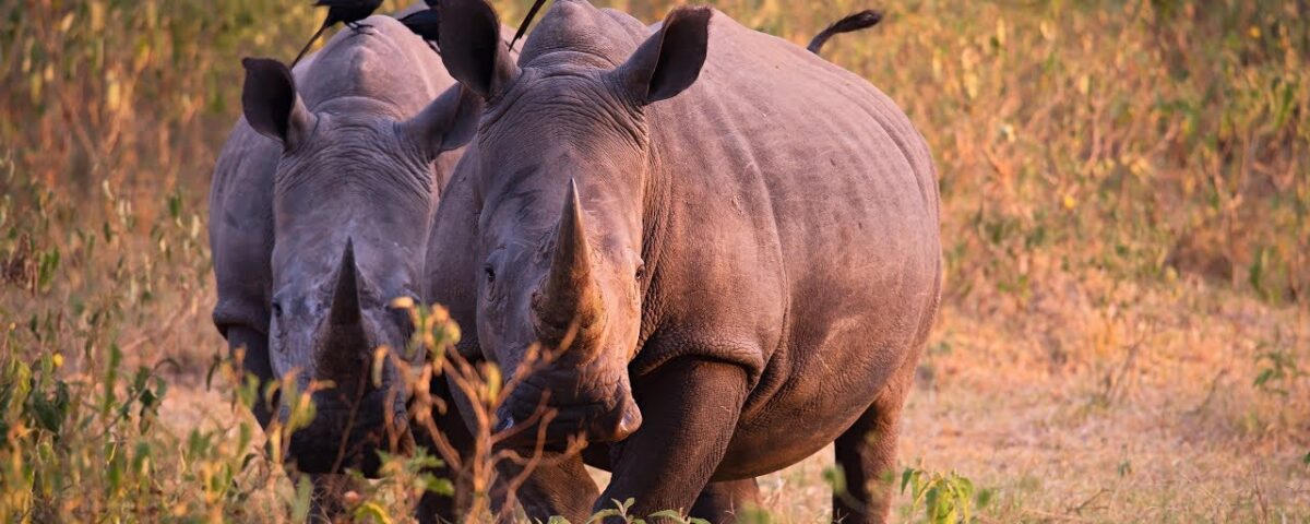 Where Can I See the Big Five in Uganda?