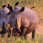 Where Can I See the Big Five in Uganda?