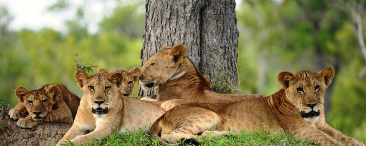 Wildlife in Nyerere National Park (Selous): Tanzania's Wilderness