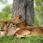Wildlife in Nyerere National Park (Selous): Tanzania's Wilderness
