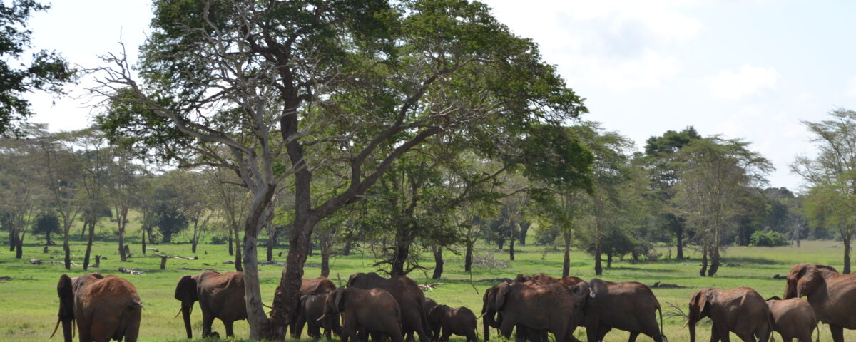 Taita Hills