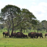 Taita Hills