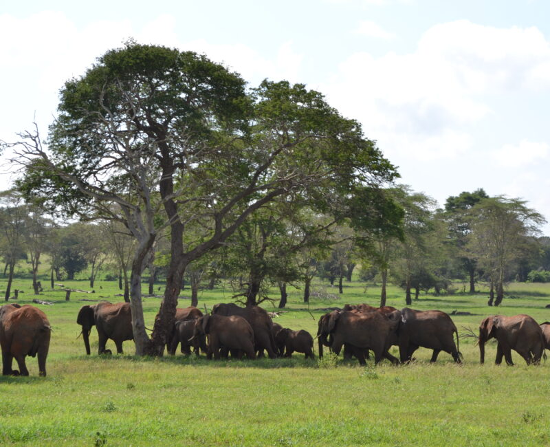 Taita Hills