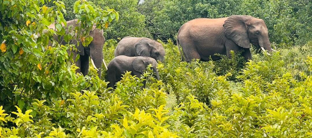 What Is the Best Time to Visit Tarangire?