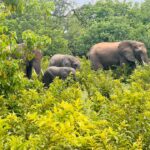 What Is the Best Time to Visit Tarangire?