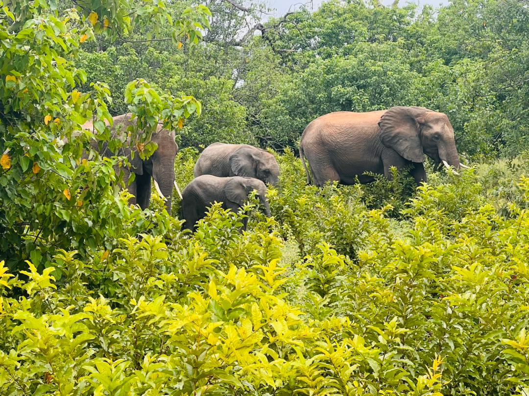 What Is the Best Time to Visit Tarangire?