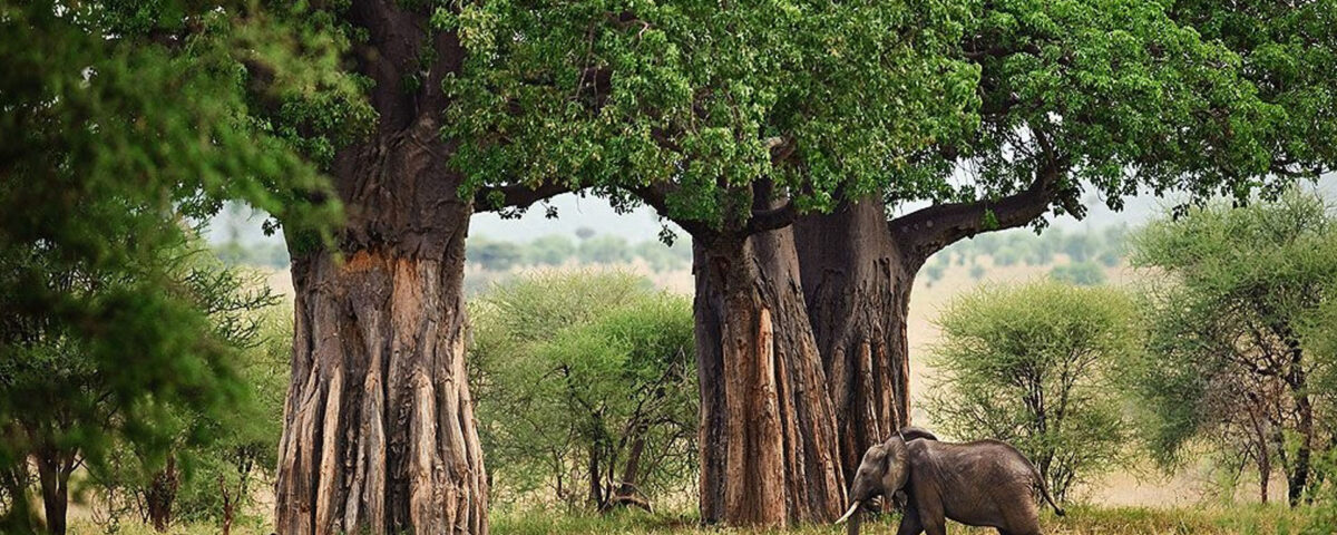 Baobabs in Tarangire National Park