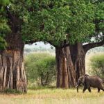 Baobabs in Tarangire National Park